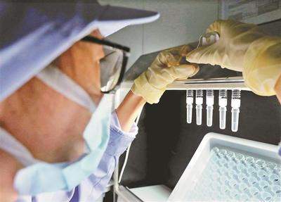 “深圳苗”开足马力生产